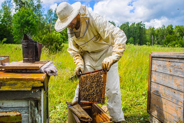 How to Become a Beekeeper: What You Need to Know