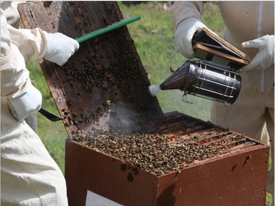 Bee Smoker: An Ultimate Guide on How to Use a Beekeeping Smoker - 2023