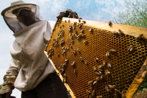 7 Reasons Why You Should Consider Beekeeping for Your Hobby.